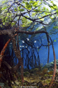 Acquario
Nikon d800E, 16mm Nikon
Raja Ampat by Marchione Giacomo 